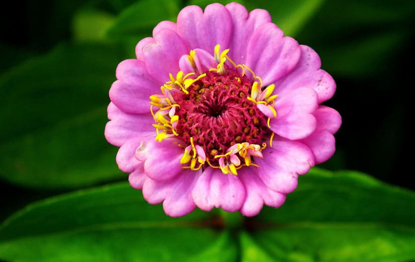 Zinnia