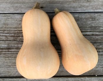 2 courges Butternut