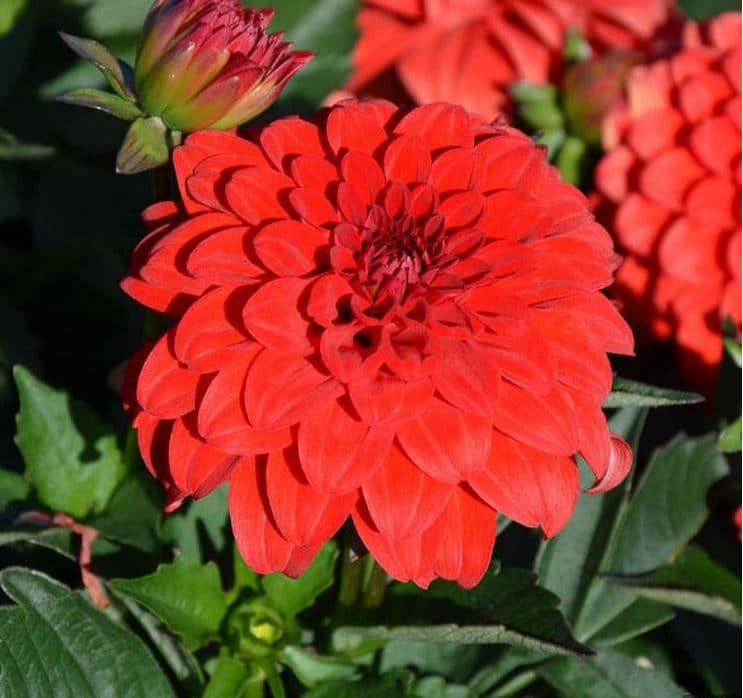 Dahlias Nains