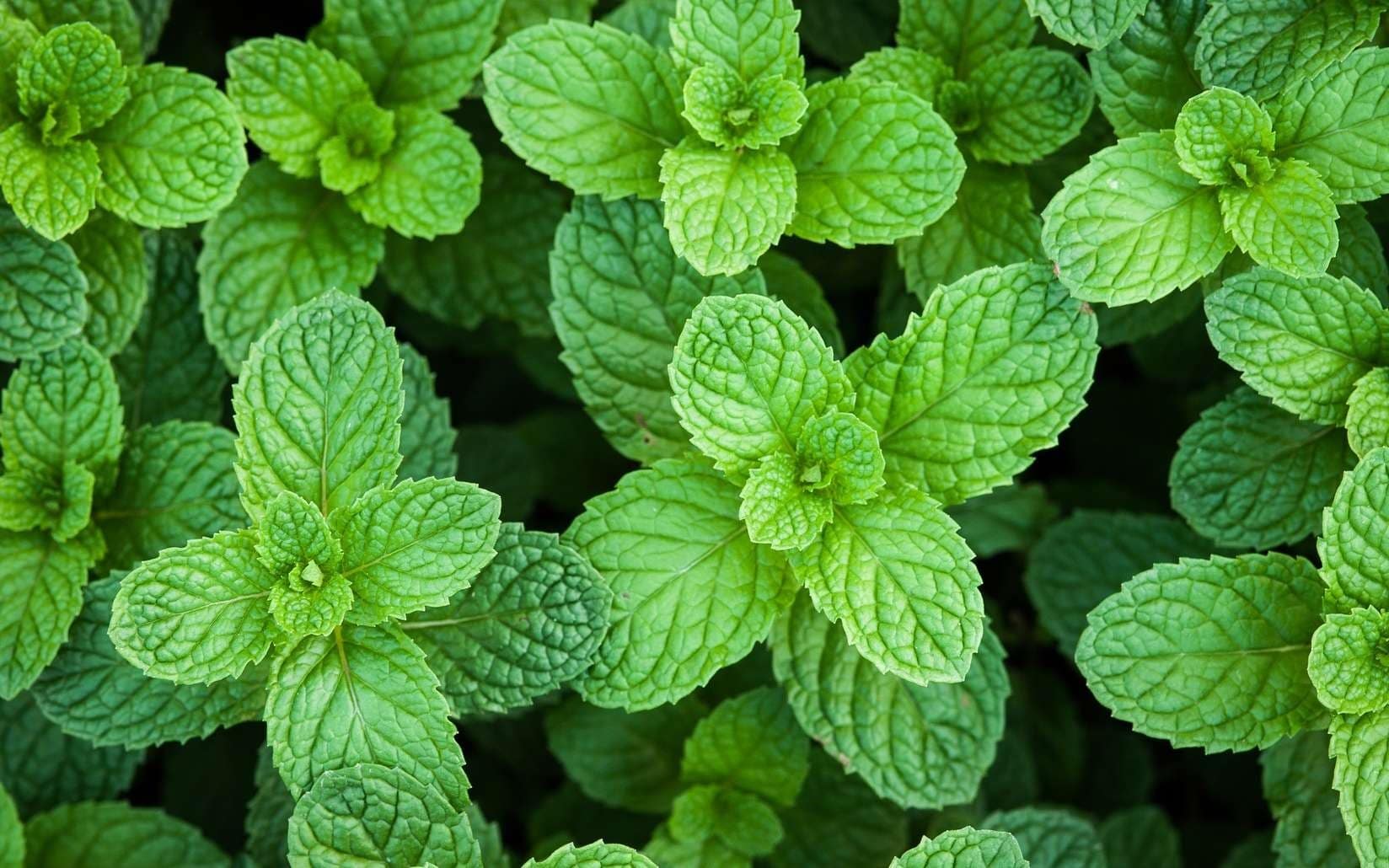 Quand semer la menthe verte ?