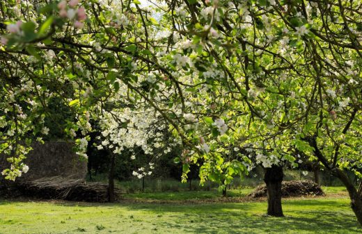 À épingler : Planter un pommier dans votre jardin : conseils, taille et entretien