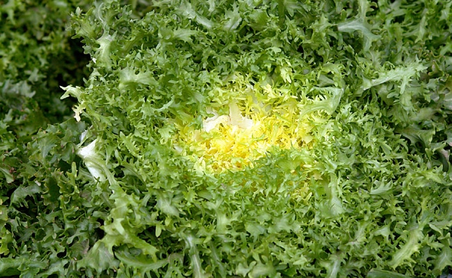 Chicorée Frisée