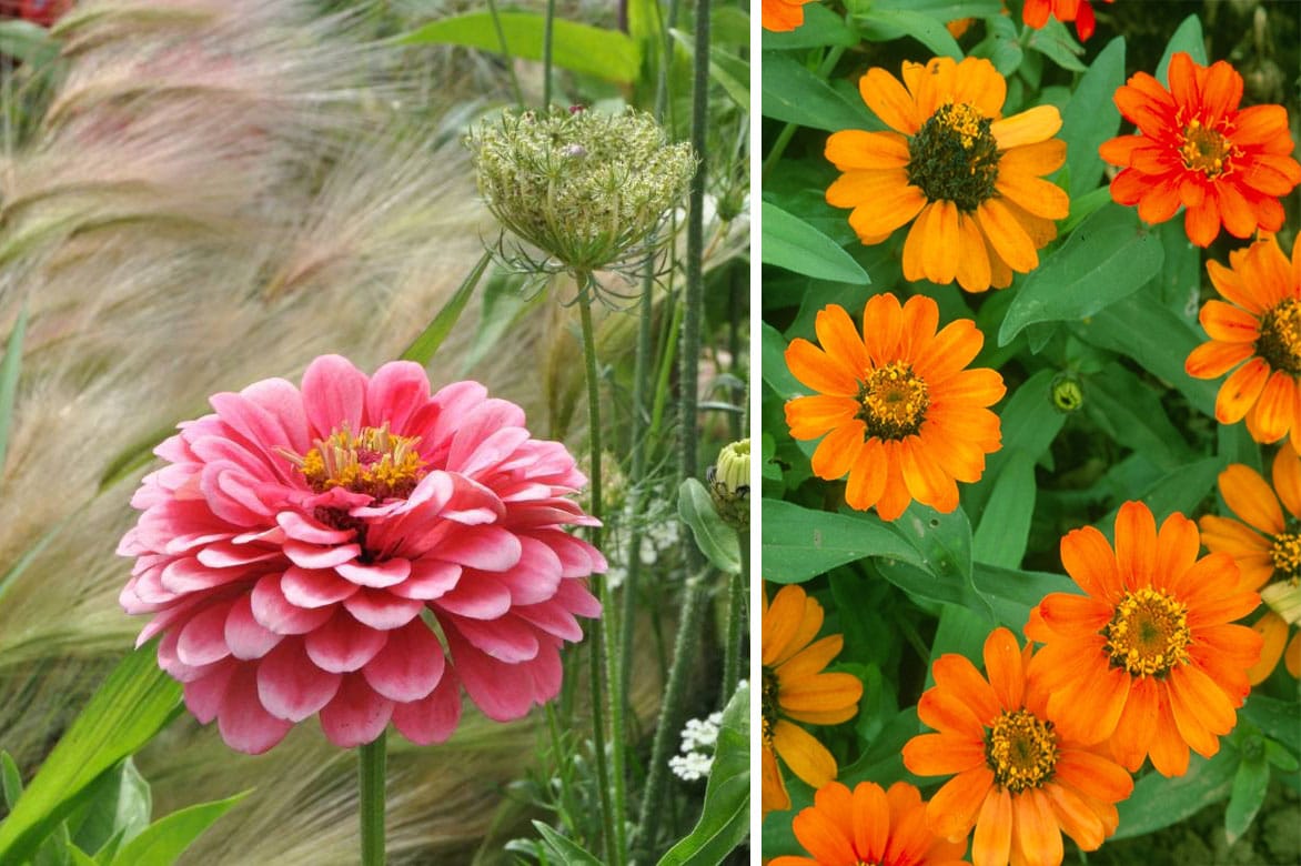 Deux Variétés De Zinnia