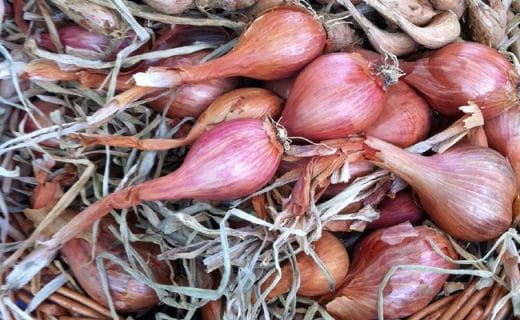 À épingler : Semer des échalotes : quand et comment les planter ?