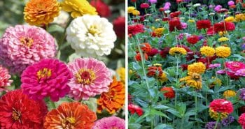 Grands Zinnias 