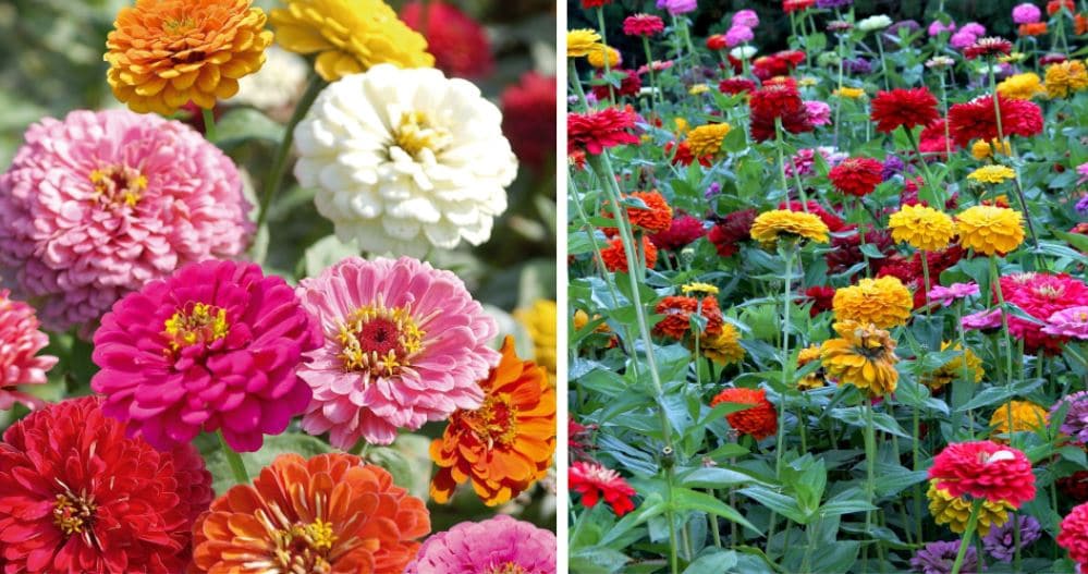 Grands Zinnias 