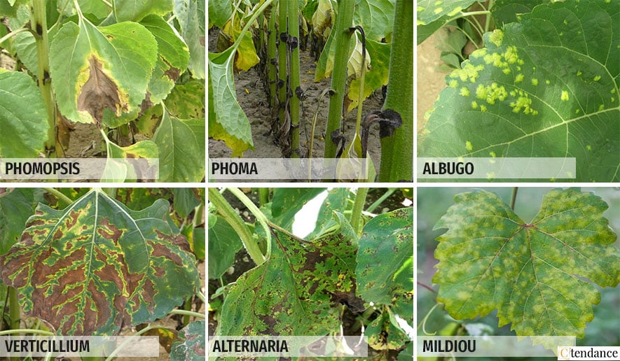 Les Six Maladies Du Tournesol