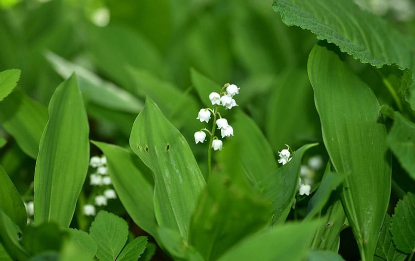 Muguet En Pot