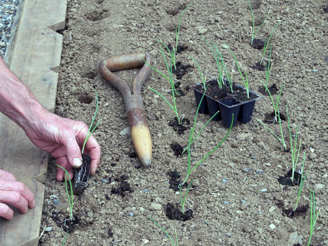 Oignon Plantation Plants Godets