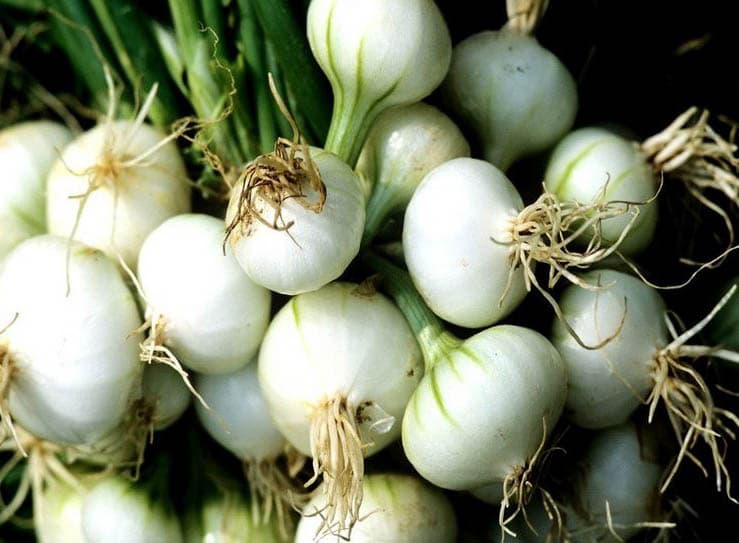 Quand Planter Les Oignons Doux Des Cevennes Semer Les Oignons Gamm Vert