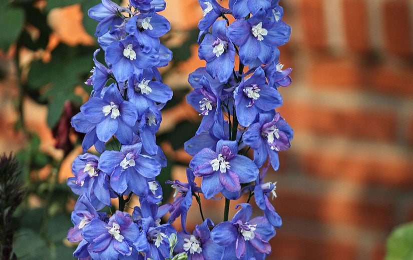 Où semer Delphinium