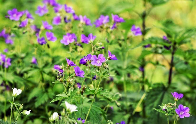 Ou Planter Geranium