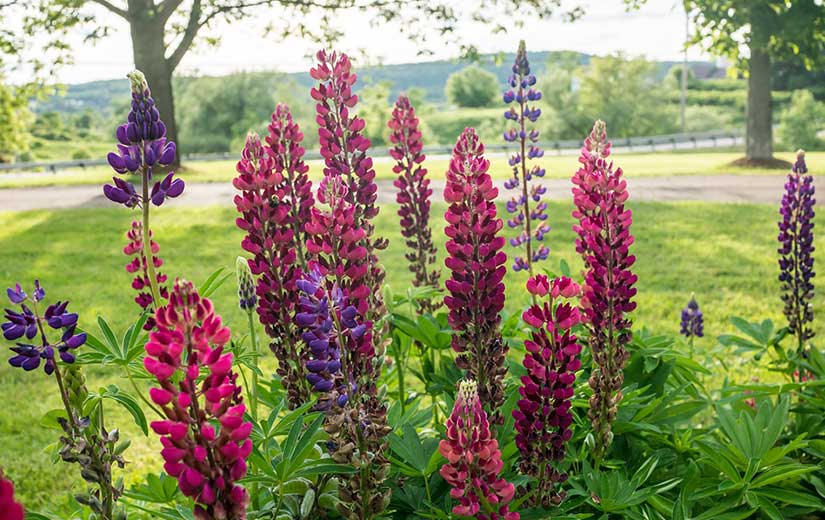 Où Planter Lupin