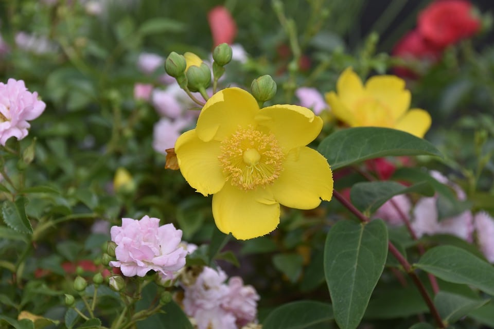 Où Planter Millepertuis dans le Jardin