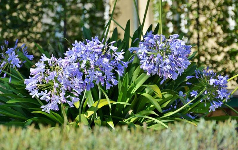 Semer les agapanthes quand, comment et quelles variétés choisir — free download