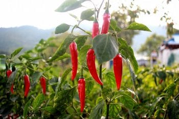 Plant De Piment De Cayenne