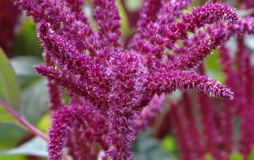 À épingler : Semer des amarantes : quand et comment les planter ?