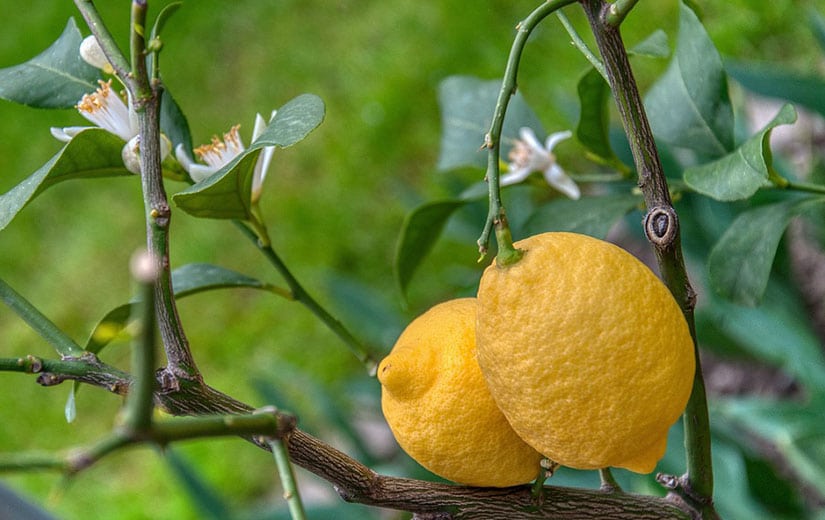 Protéger un citronnier du froid en hiver - Côté Maison