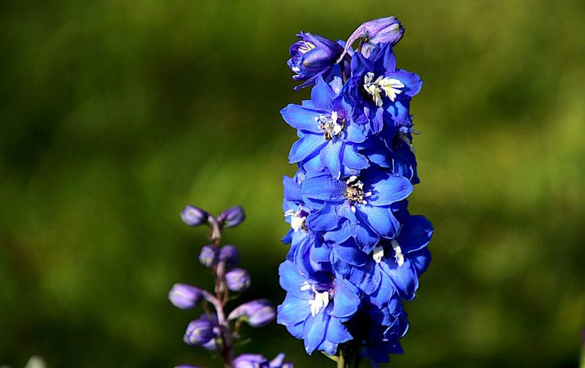 Planter Delphiniums