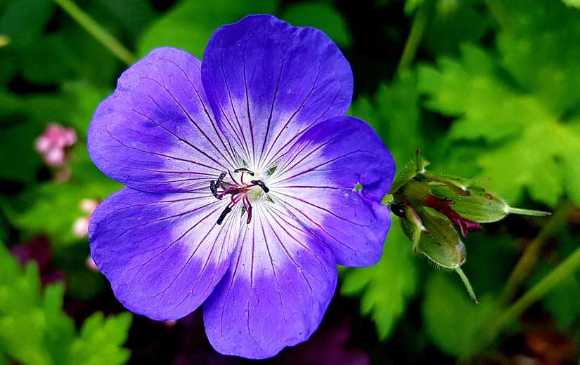 Planter Geranium