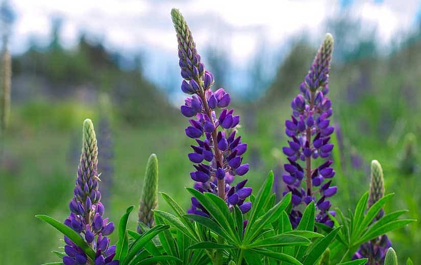 Planter Lupin