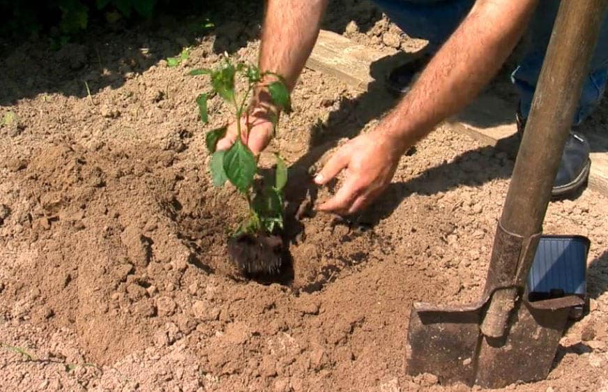 Planter Piment En Terre