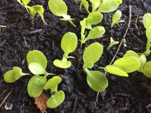 Planter Salades