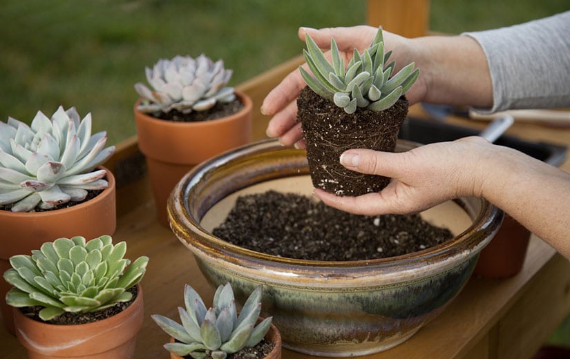 Comment planter des succulentes en pleine terre ? - Wepot