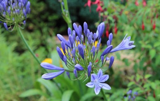 À épingler : Semer les agapanthes : quand et comment les planter ?