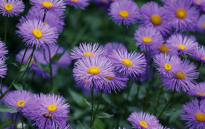 Semer Asters