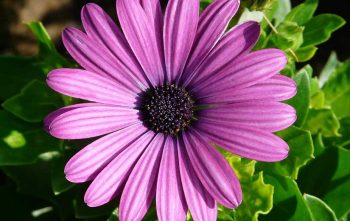 Semer Gerbera