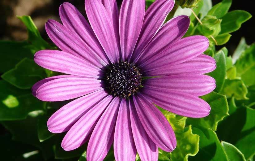 Semer Gerbera