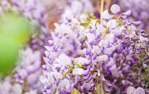 À épingler : Semer des glycines : quand et comment les planter ?