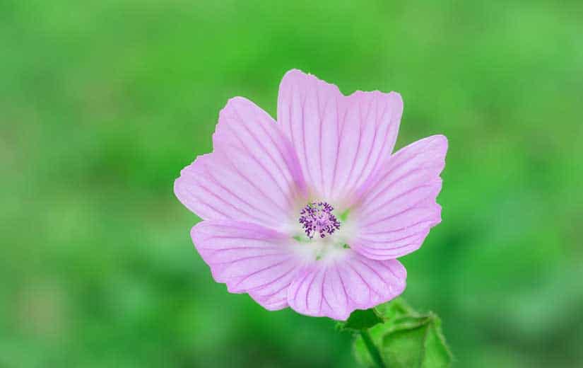 Semer Mauve