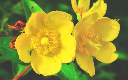 À épingler : Semer le millepertuis : quand et comment le planter ?