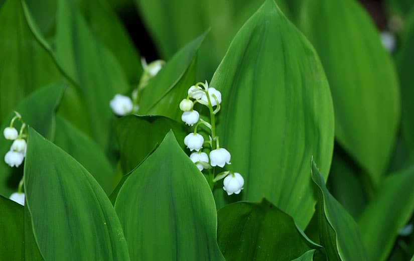 Semer Muguet