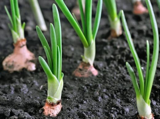 À épingler : Semer des oignons : quand et comment les planter ?