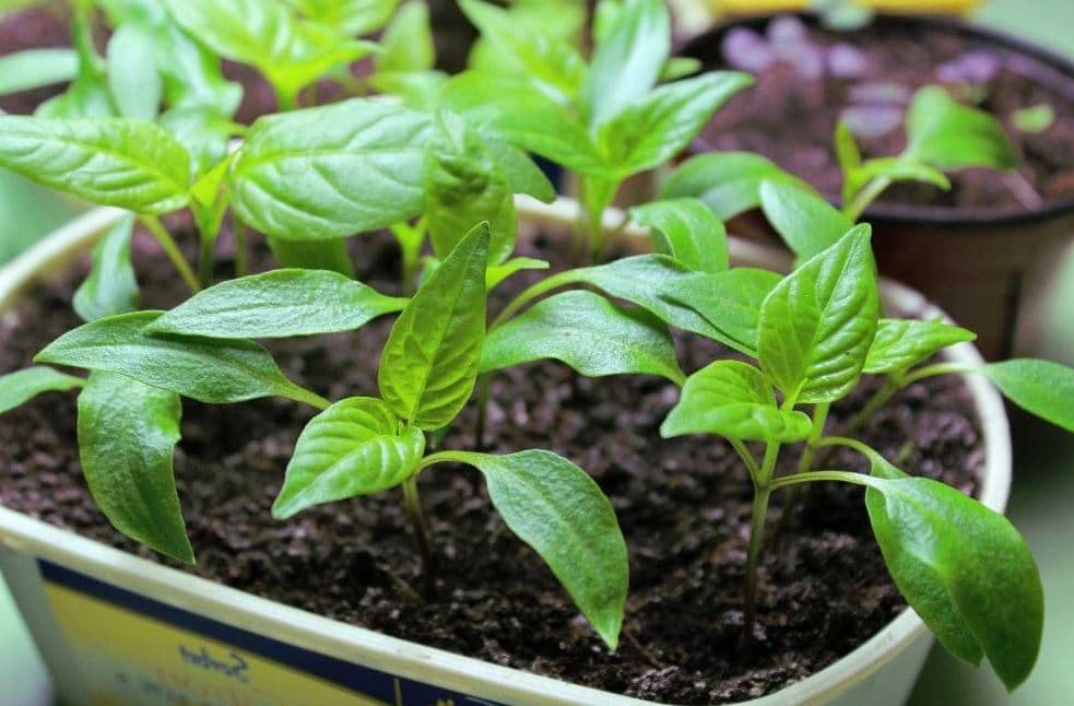Semi Piment De Cayenne