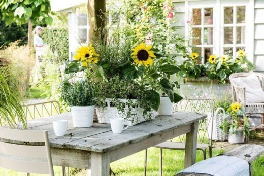À épingler : Semer des tournesols : quand et comment les planter ?