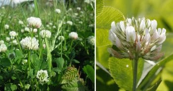 Trefle Blanc Trifolium Repens