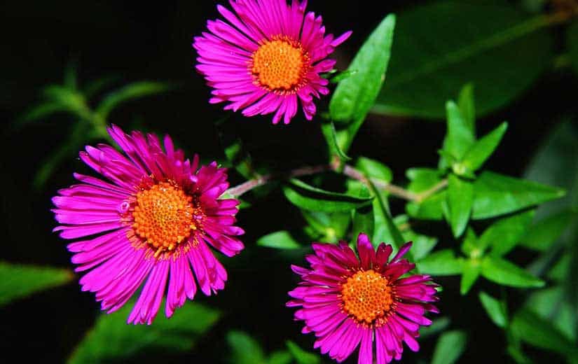 Varietes d'Asters