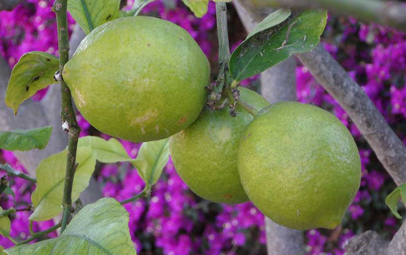 Varietes Citron