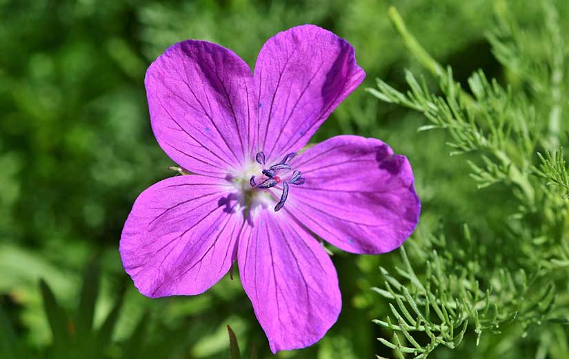 Varietes Geranium