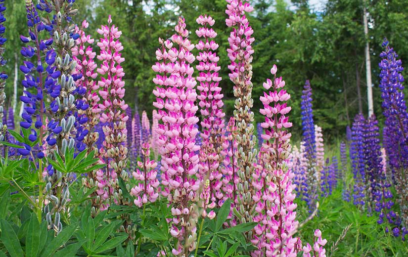 Varietes Lupin