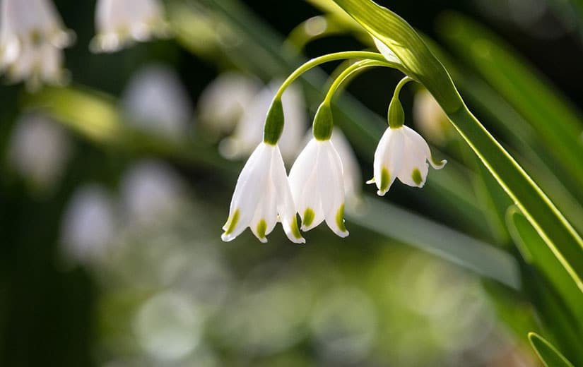 Varietes Muguet