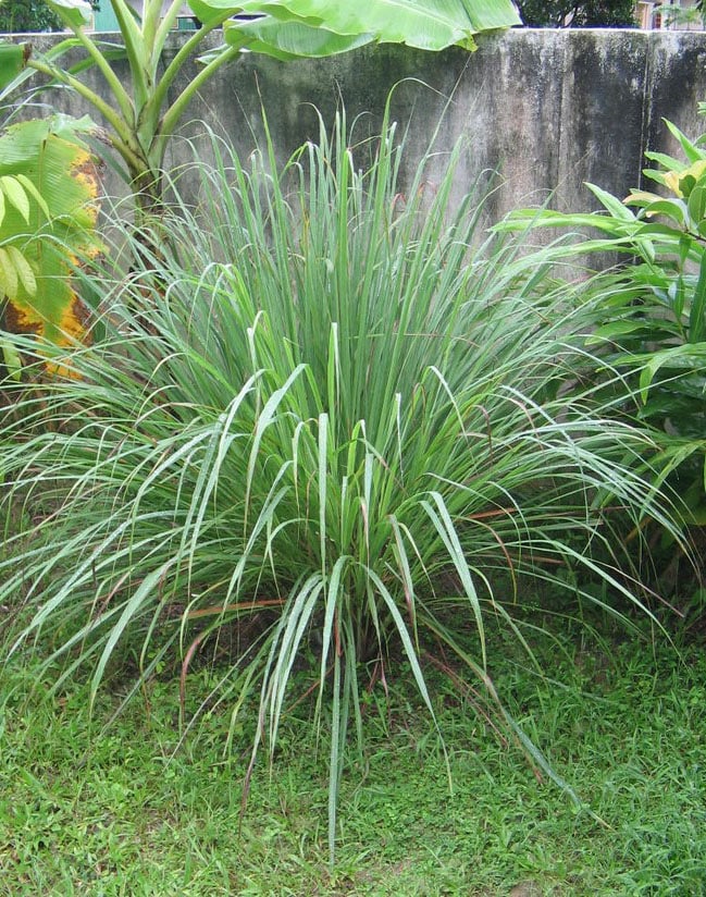Citronnelle