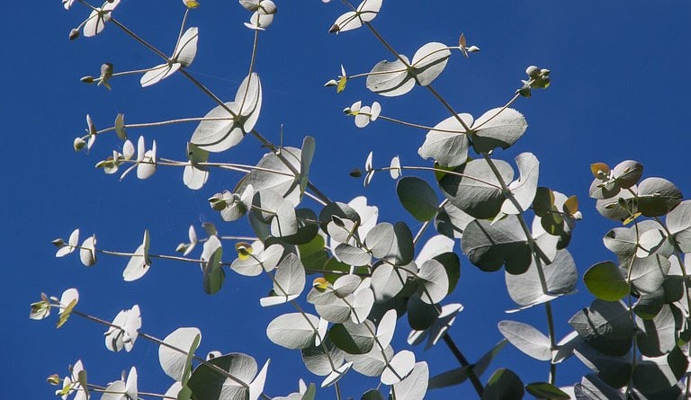 Eucalyptus