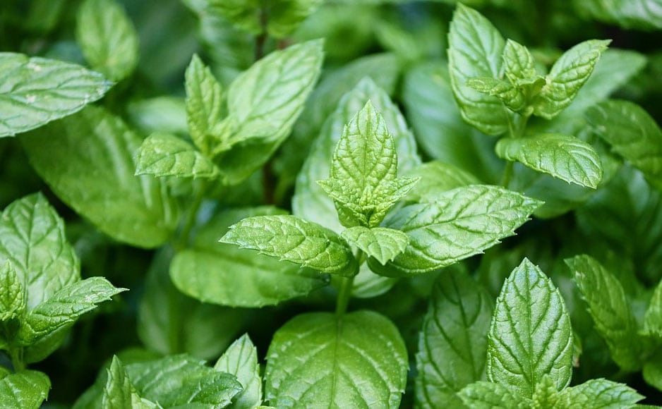 Menthe