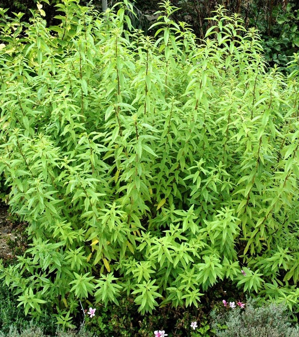 Verveine Citronnelle