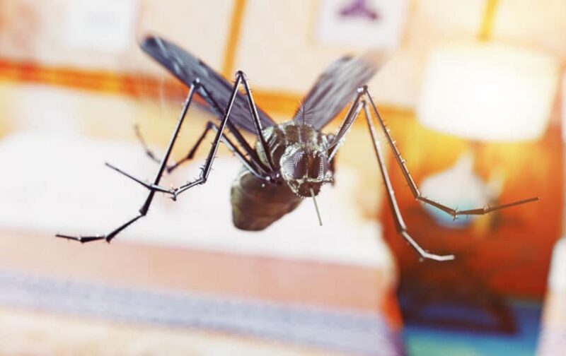 Se débarrasser des moucherons dans la maison : comment faire